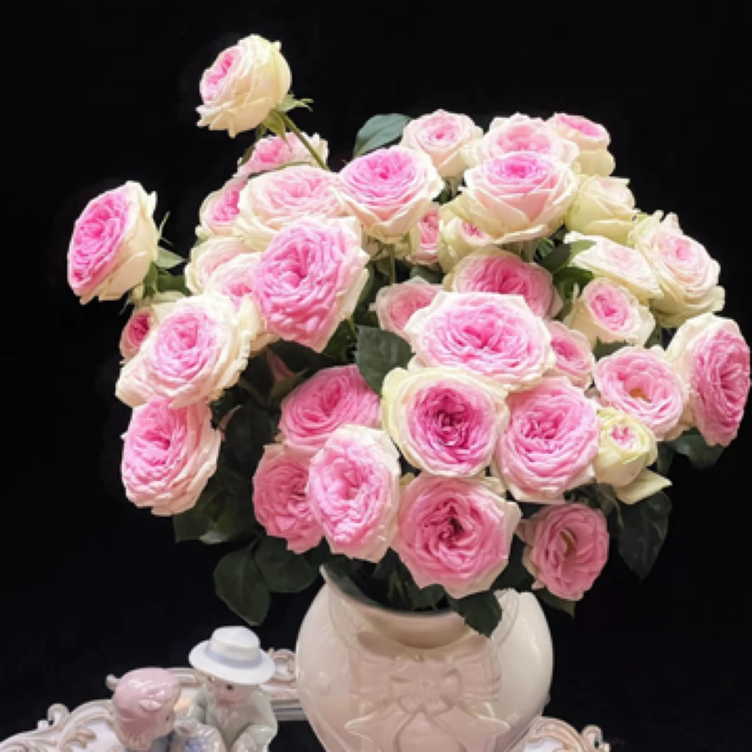 （多头）冰淇淋玫瑰一把 一单中通包邮两单京东或顺丰冷链