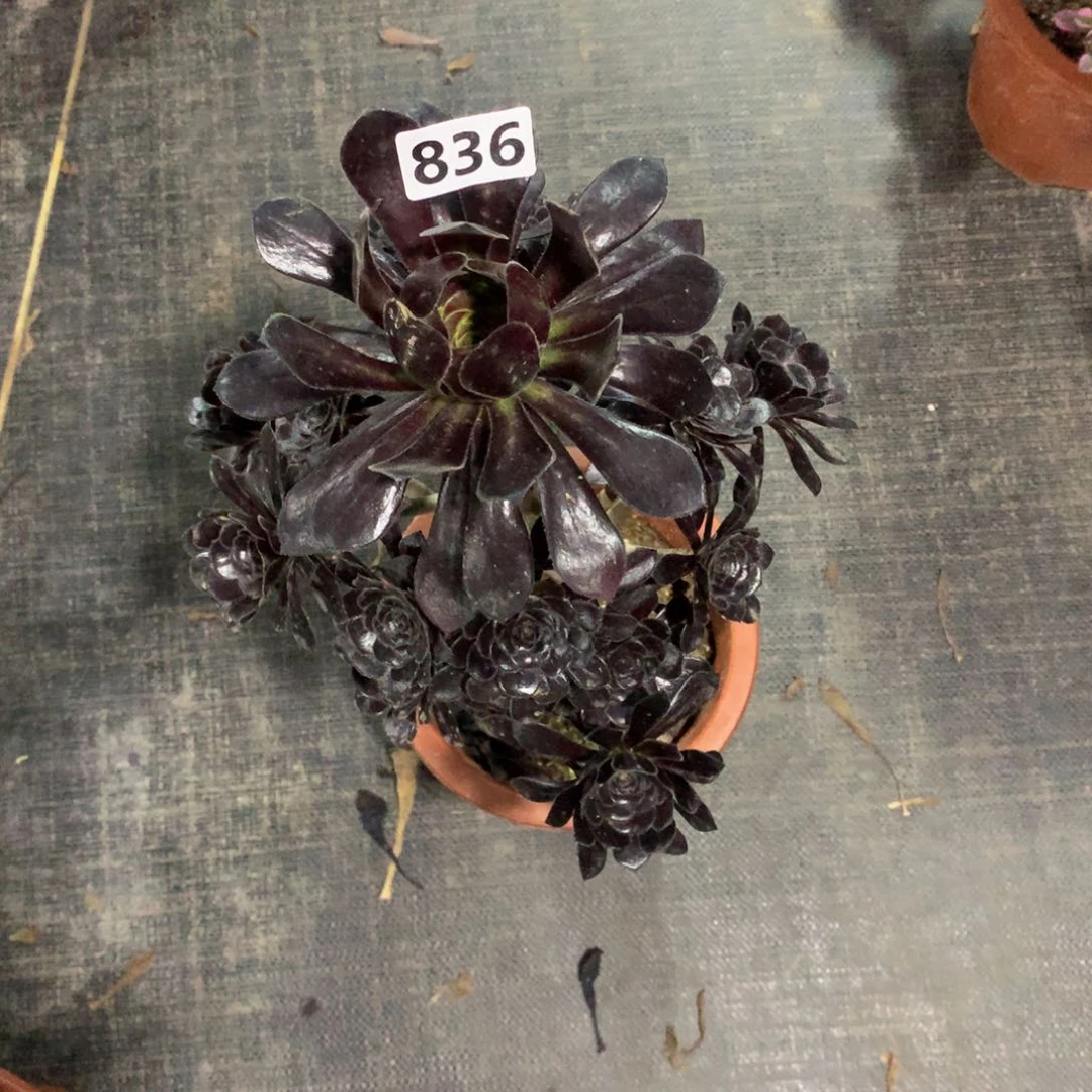 魔法师836多肉植物