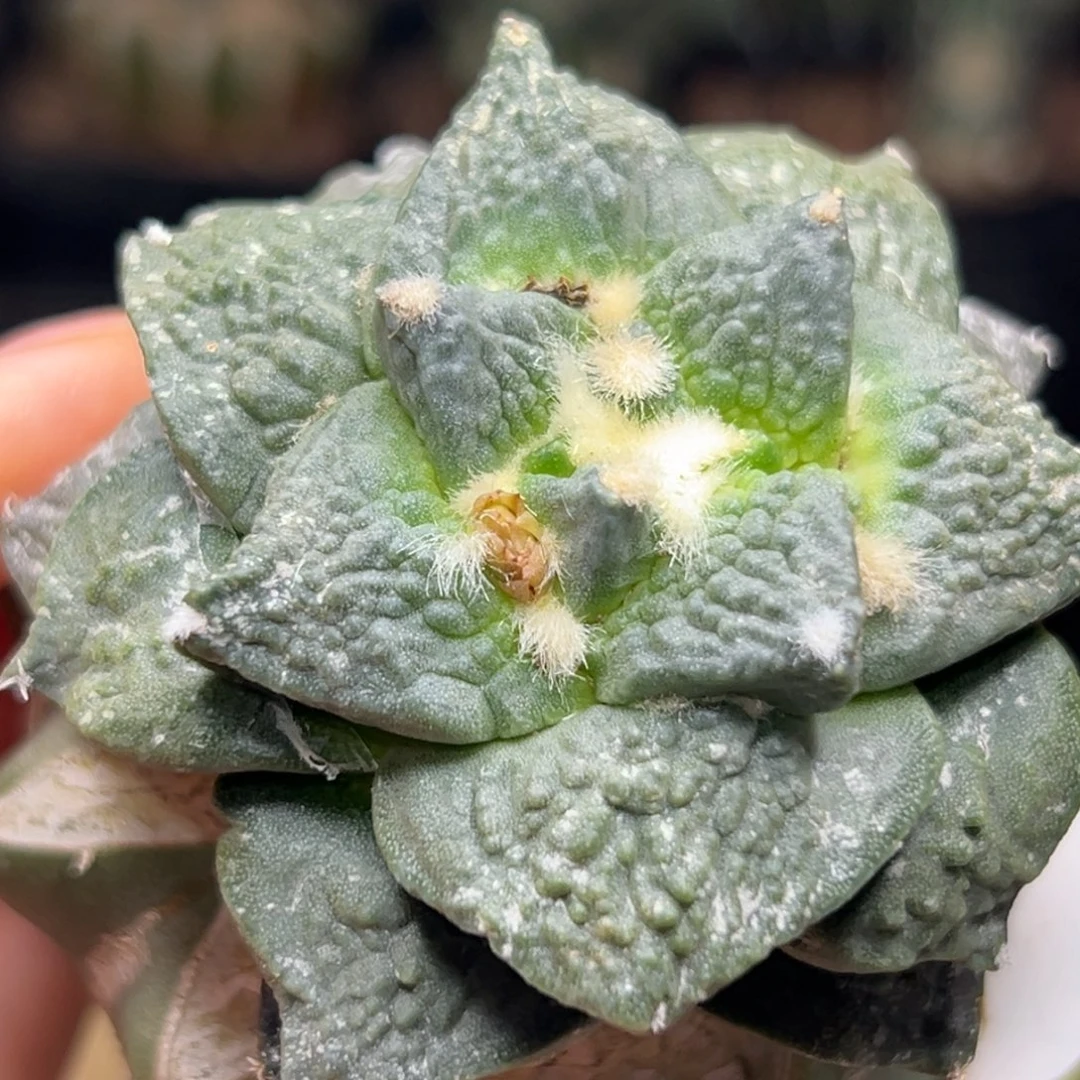 一***，22 仙人球仙人球仙人球