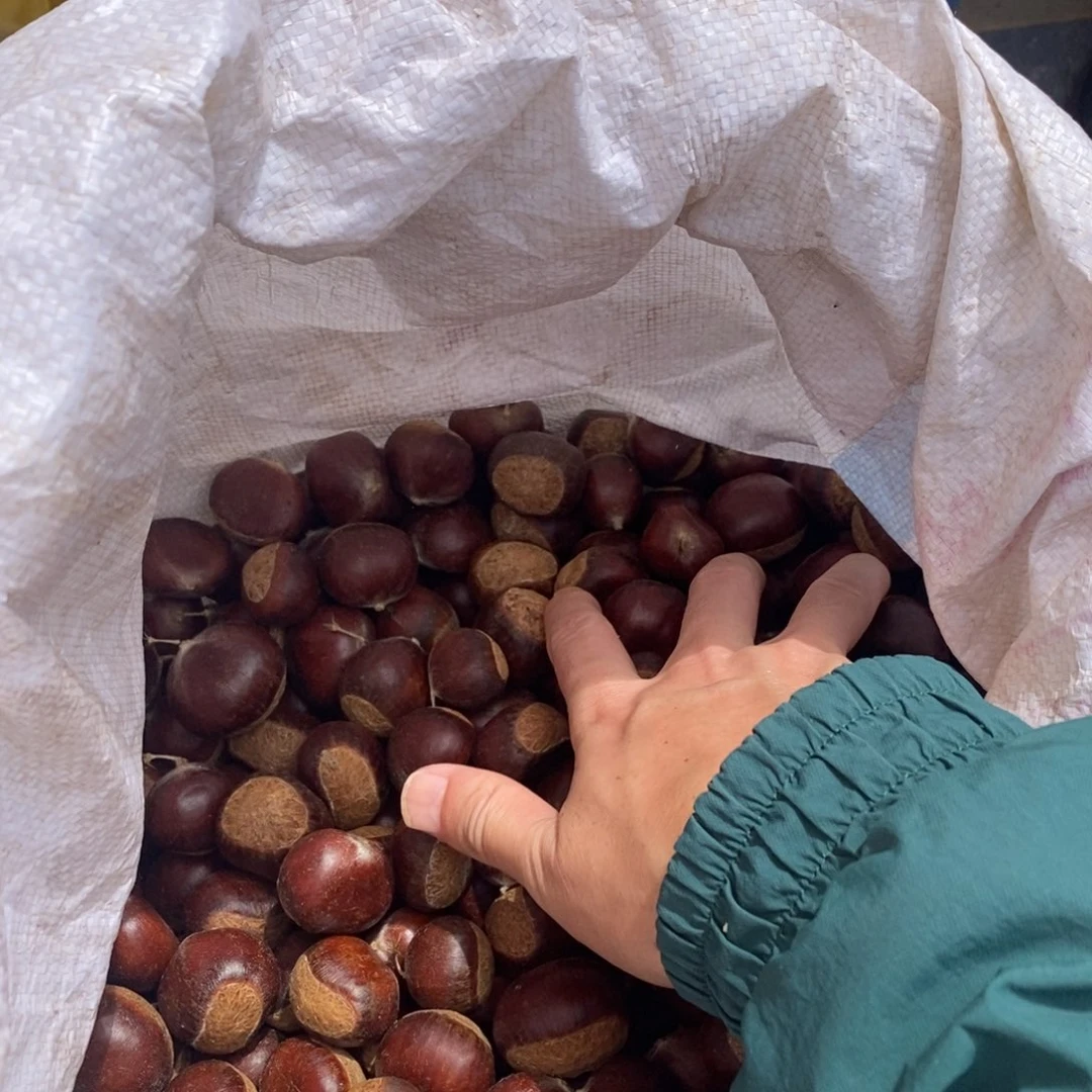 板栗1500g板栗1000g2斤