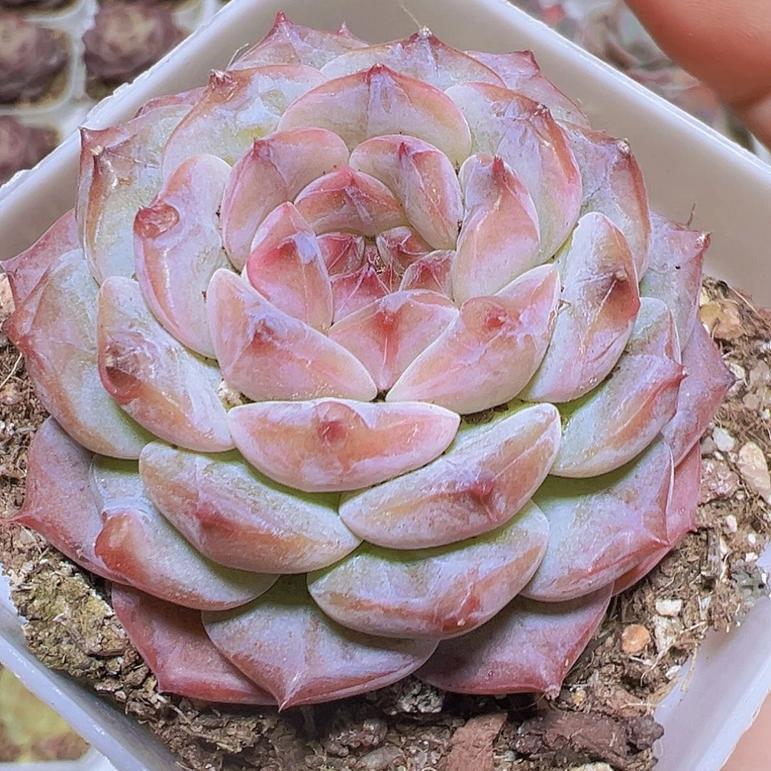 云塔19包邮多肉植物