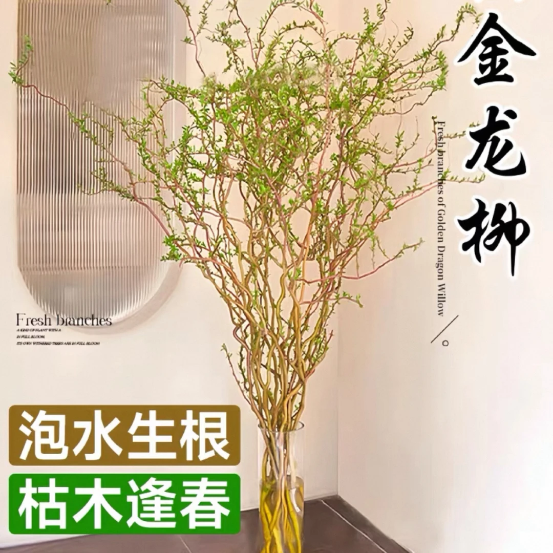 【1.4-1.6】水培黄金龙柳鲜枝金丝楠藤室内软装懒人绿植泡水生根