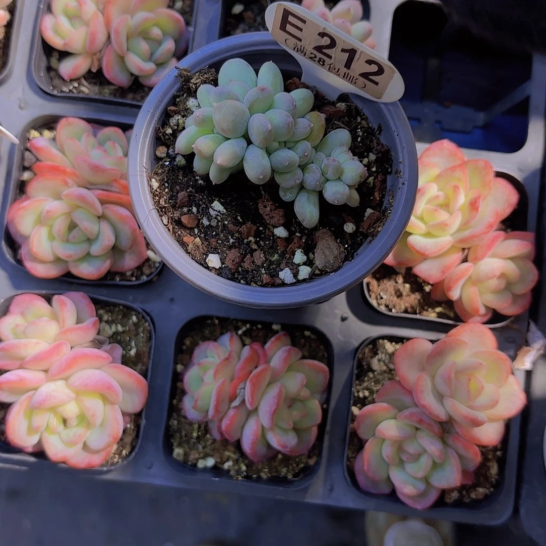 E212苹果奶缀一物一拍