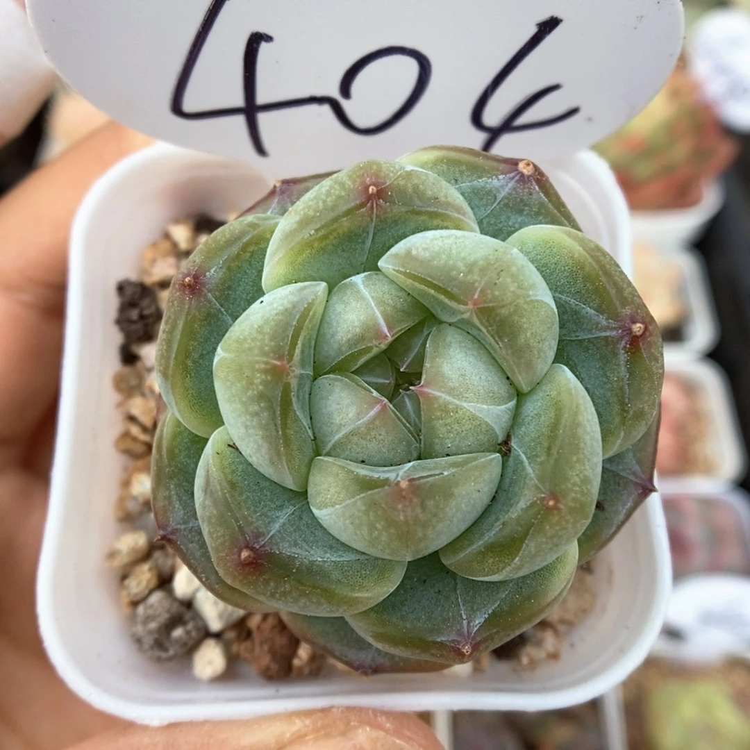 油透珍妮可拍404号。