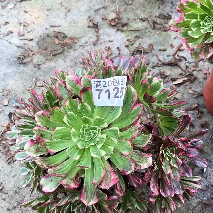 7125 一颗同花顺