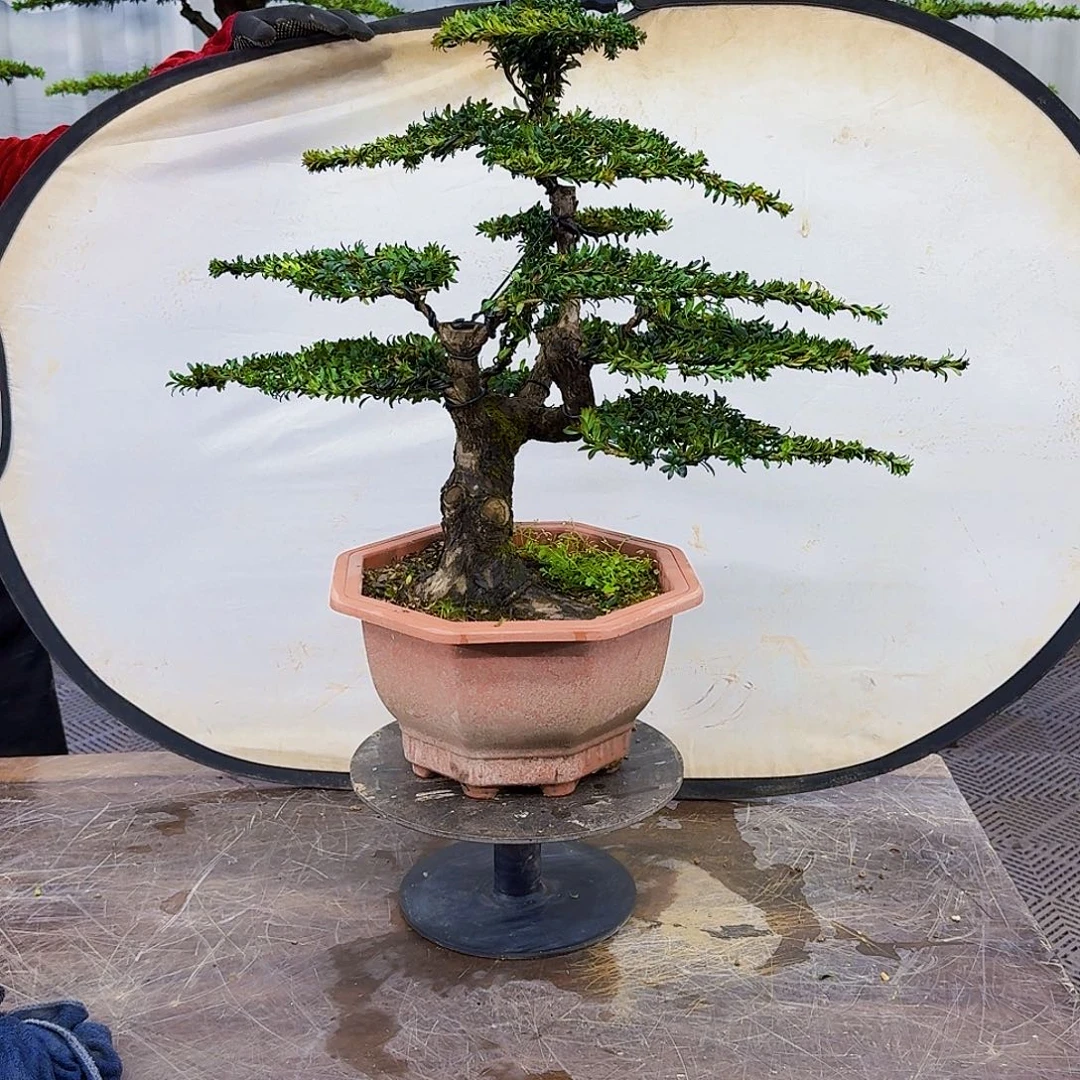 无花朵罗汉松8888888