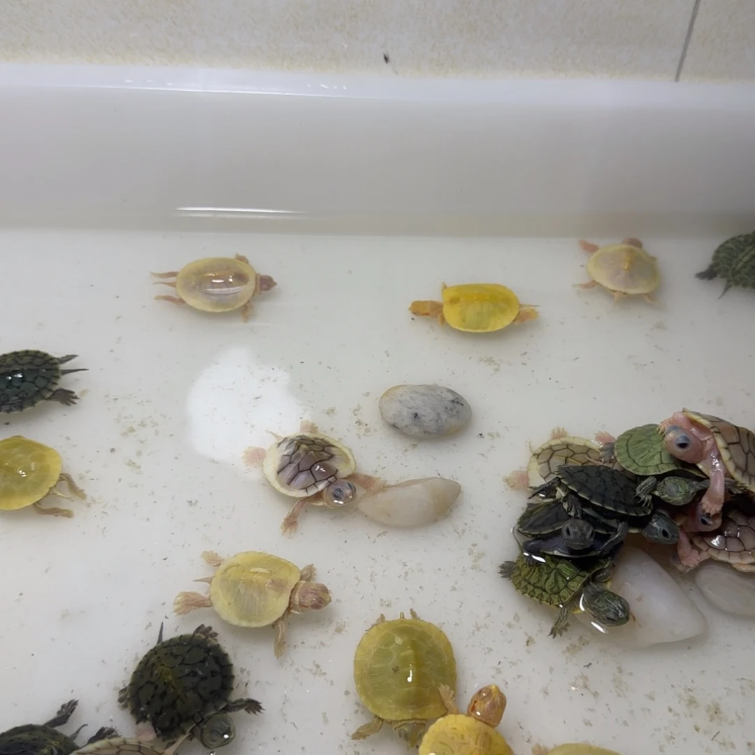 母绿毛龟彩龟乌龟