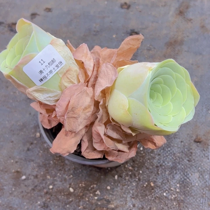 11 裸根不带土发货不包损