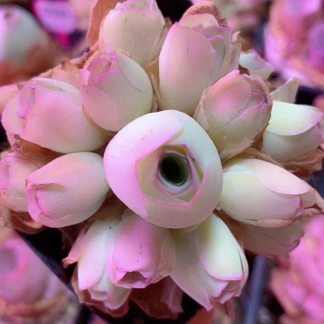 山地玫瑰手捧一物一拍008