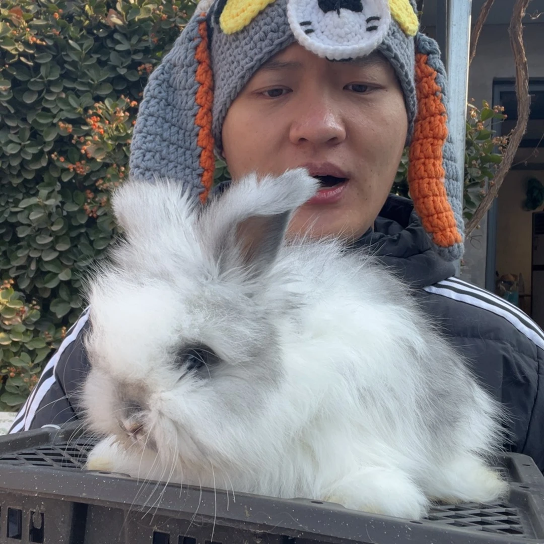 双血统英系安哥拉女