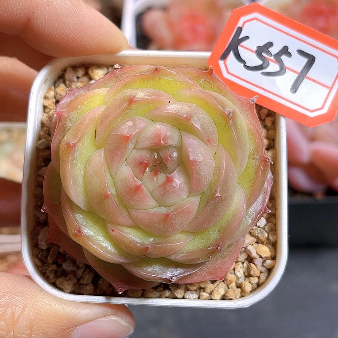 K557 新品珍妮  满18包邮