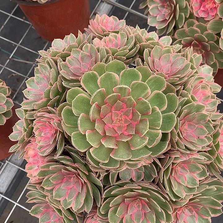 爱***妍月华多肉植物0000