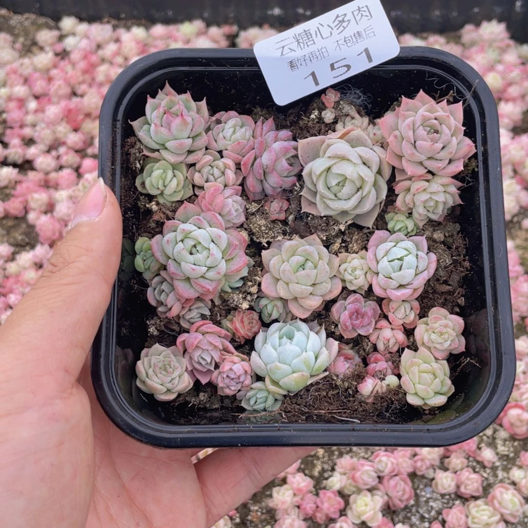 云糖心多肉植物151