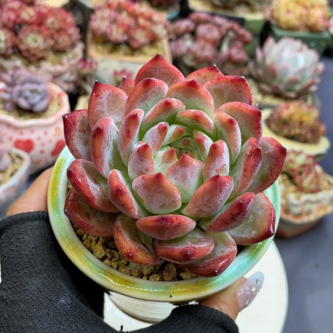 卡系列杂交单头老桩