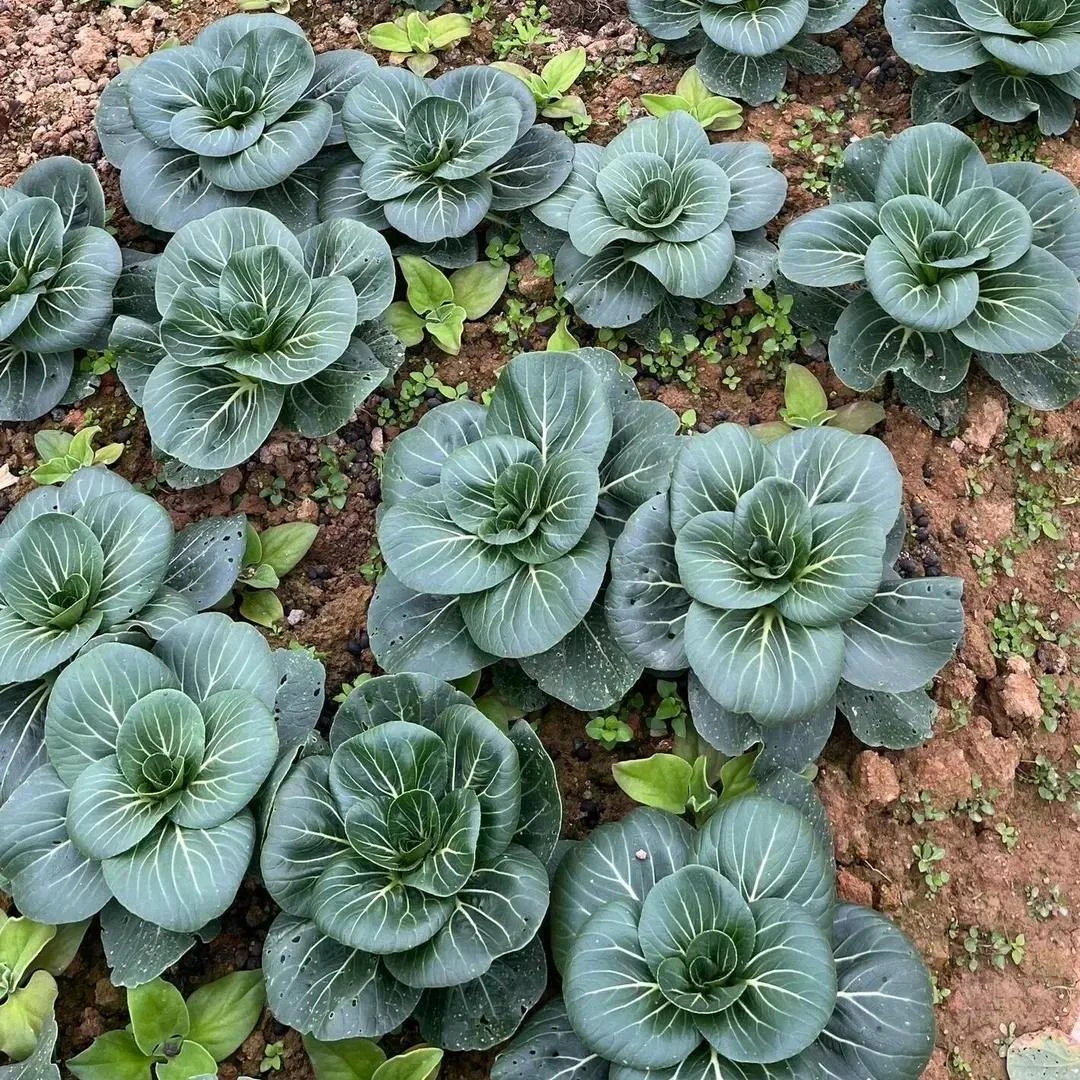 【满5包包邮】黑大头苏州青种子庭院阳台种植的青菜种子耐热耐寒