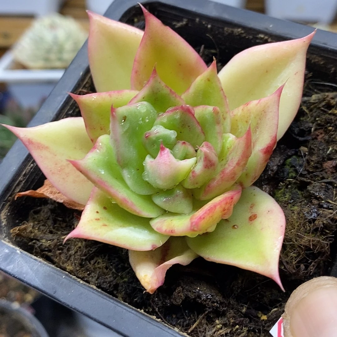 16215 东云花木兰花脸锦