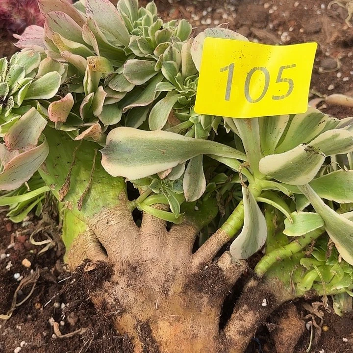 多肉植物福利105