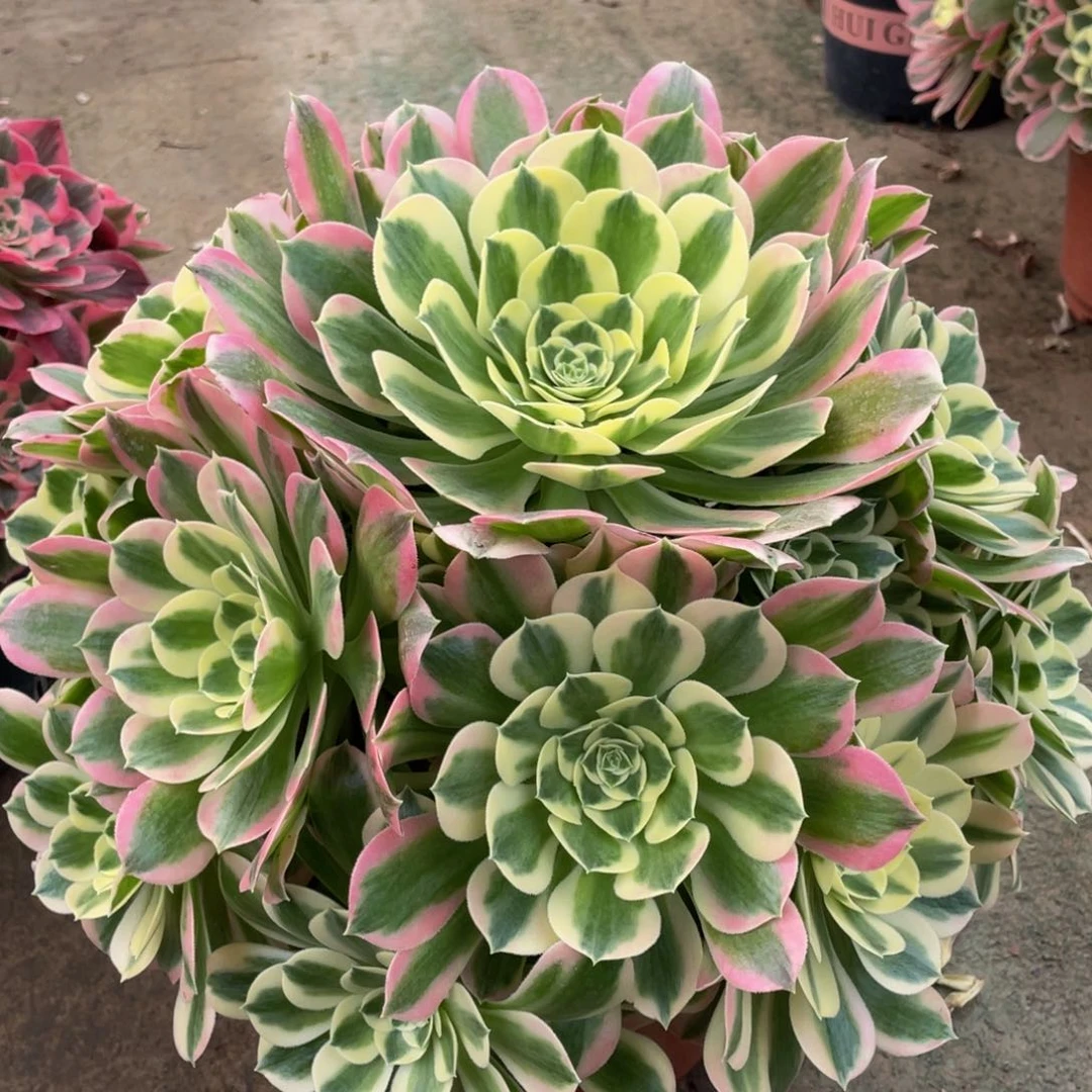 567大白凤精品法师多肉