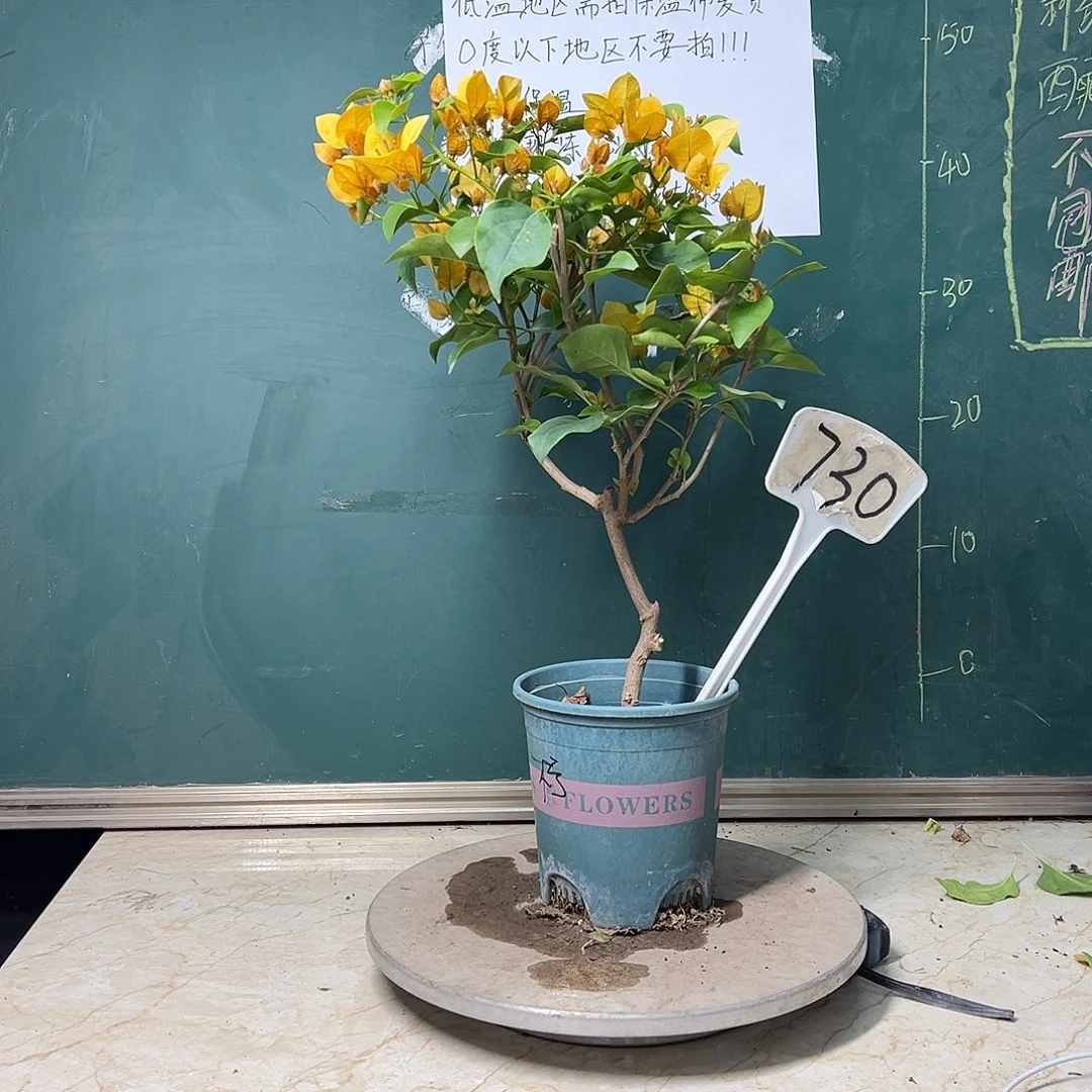 完全开放造型 绿叶柠檬黄 730