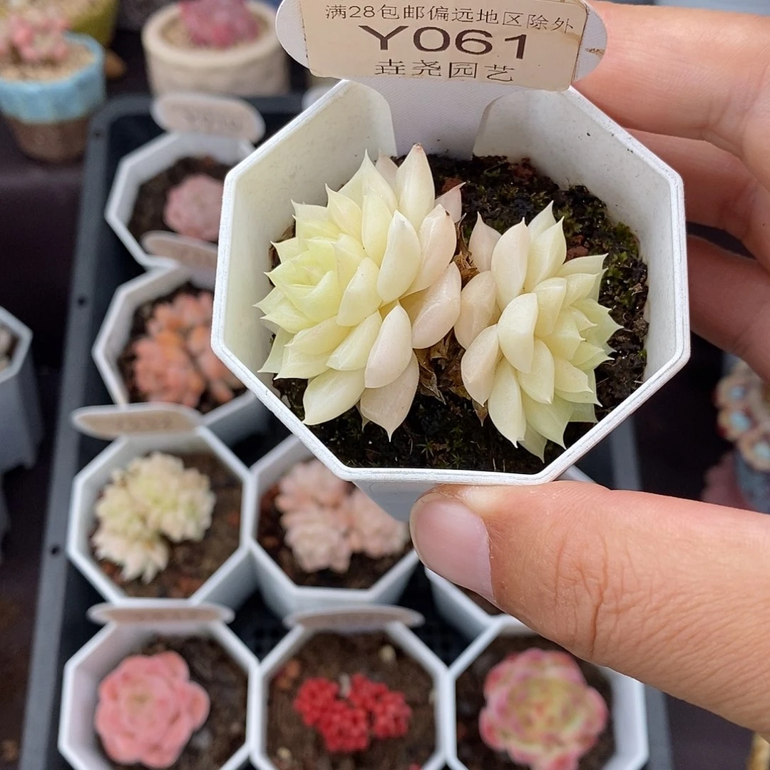 0061 白天鹅 5cm