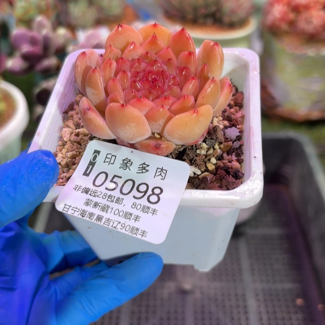 多肉植物05098gfu