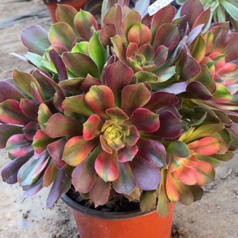 11洛神满25包邮多肉