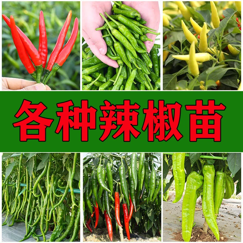 B辣椒苗大全线椒薄皮椒甜椒美人朝天椒羊角尖椒螺丝椒杭椒四季苗