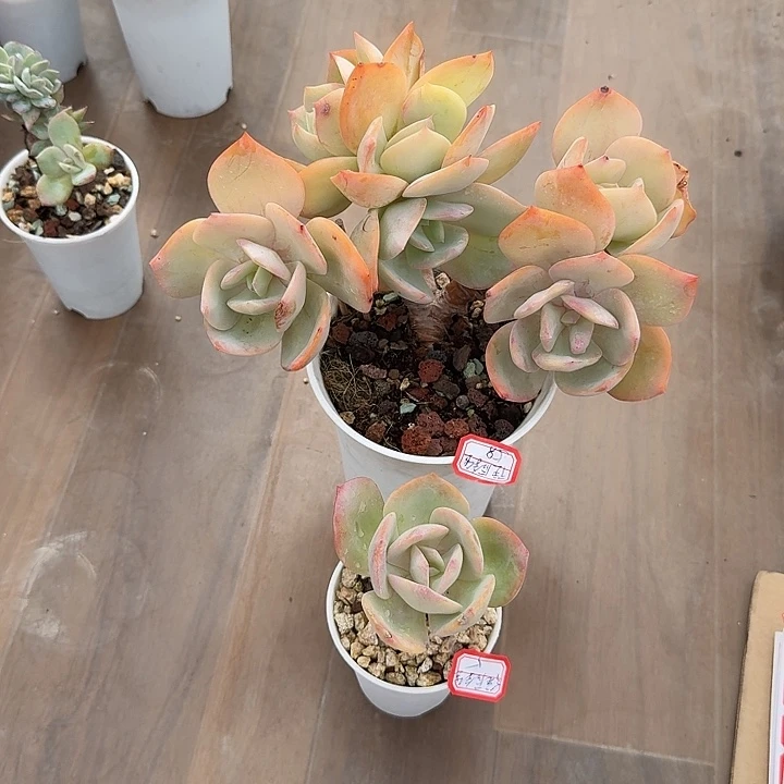 往***R白凤多肉植物两颗