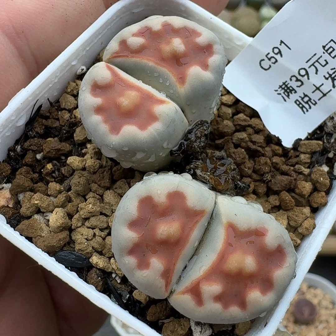 591多肉哈哈哈哈哈哈哈哈