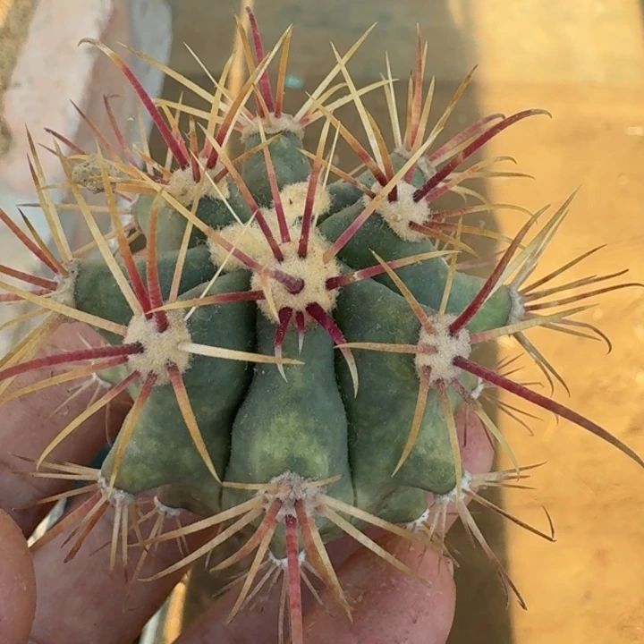 下播福利33333333随单