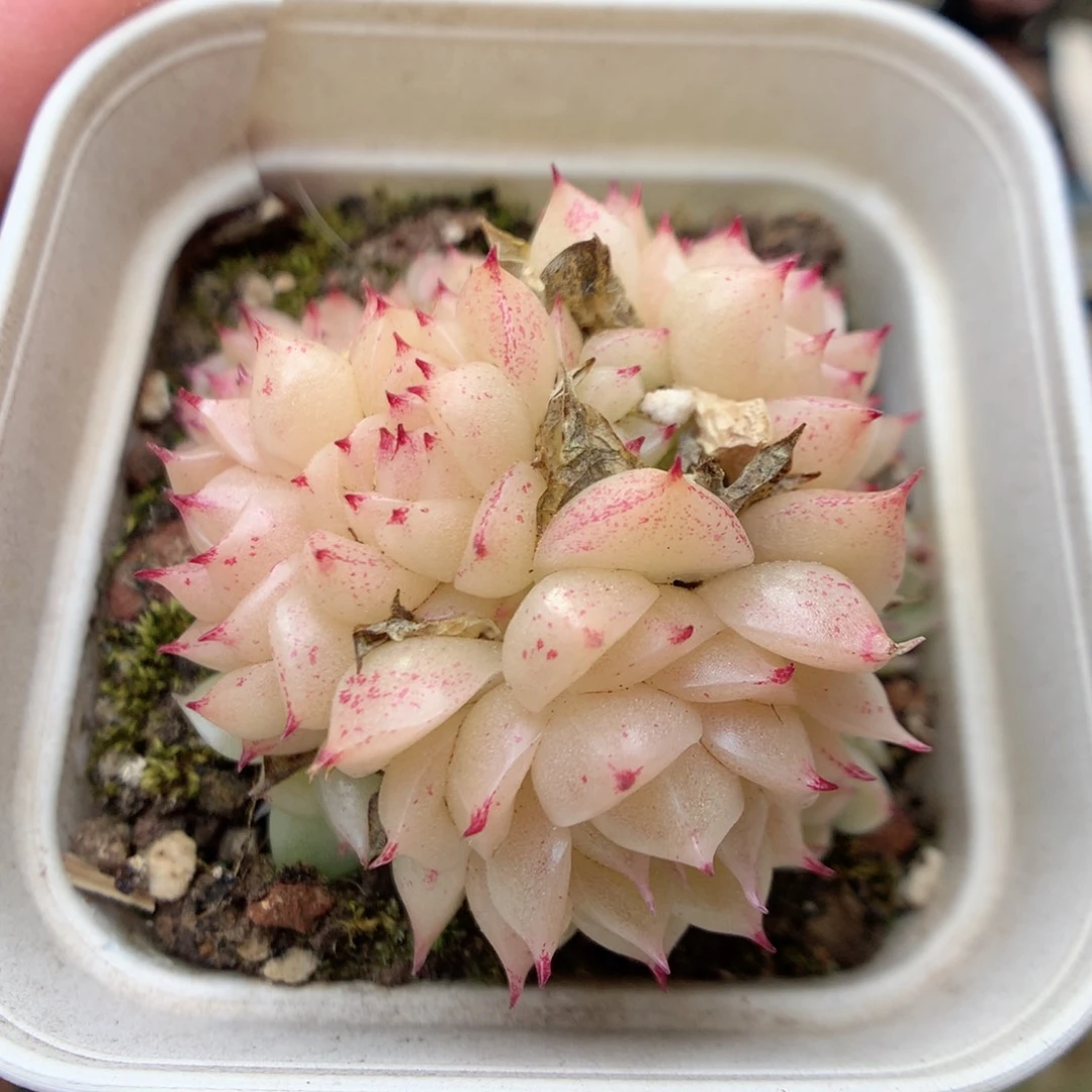 R17 ，20包邮两天凑单偏远不发货