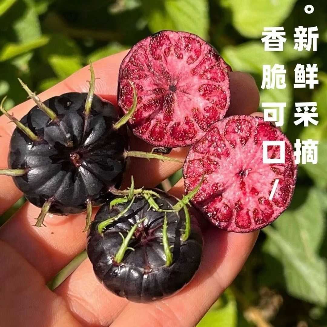 【顺丰包邮】云南新鲜采摘红果参蜘蛛果算盘果水果清甜多汁