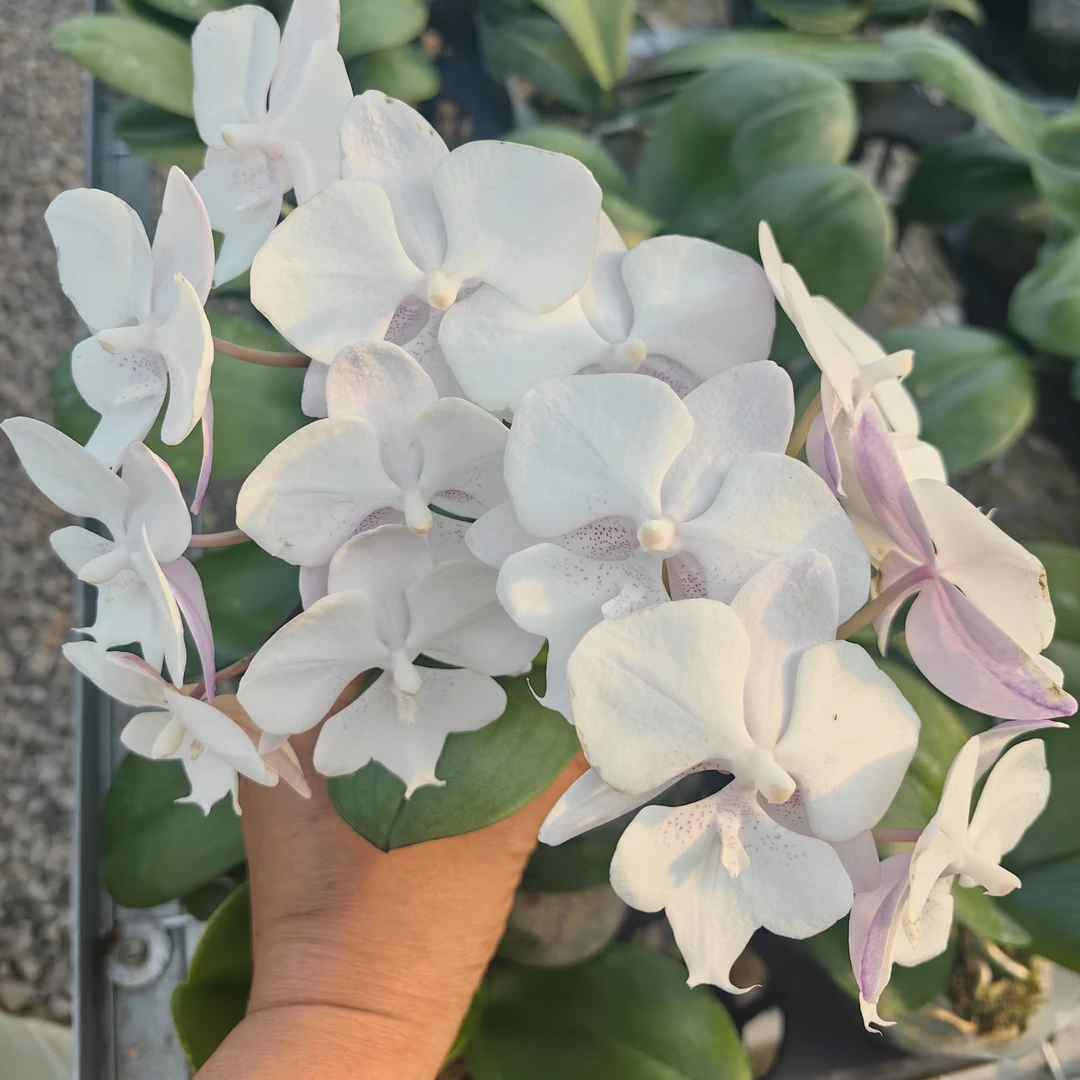 蝴蝶兰-雪花大舌头苗子3.0寸杯（无花梗苗随机）