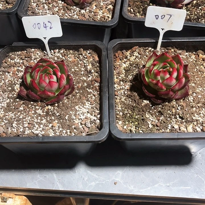 惊鸿仙子多肉植物，42.7