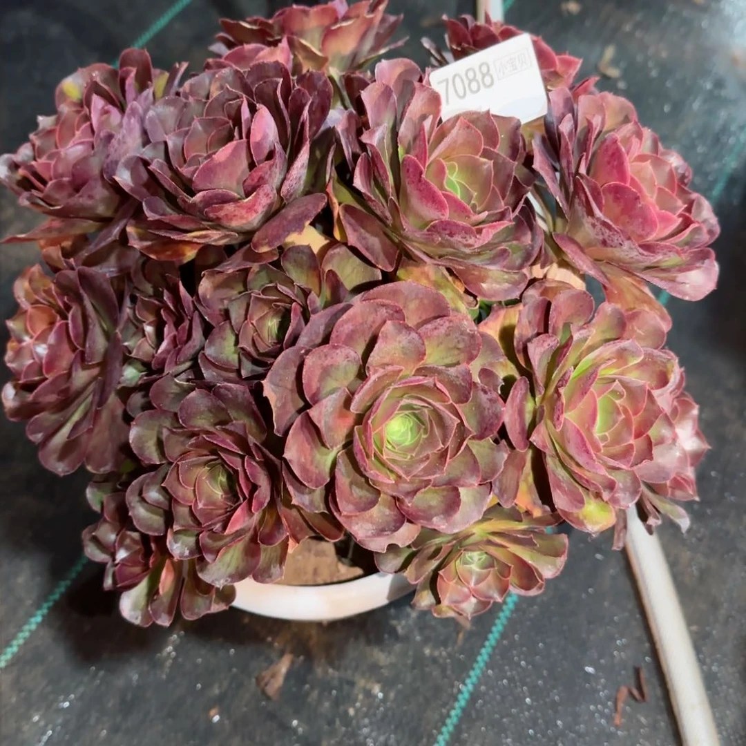 朴*?7088多肉魅金多肉