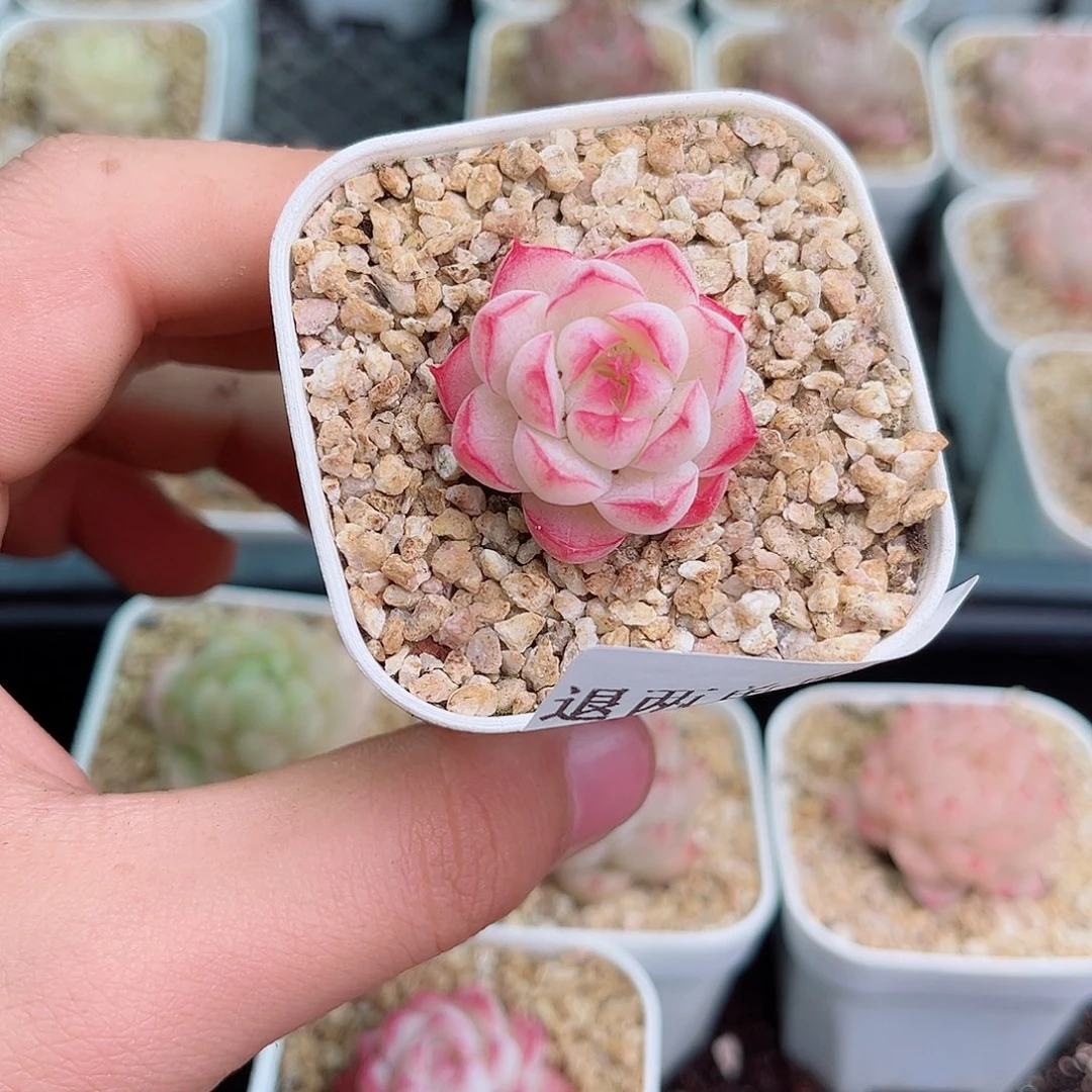 ?****?1-868 新疆西藏内蒙不发12.8包多肉