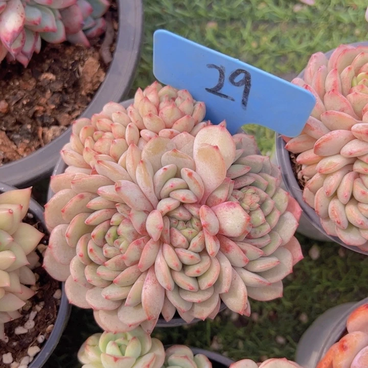 健健康康平平安安