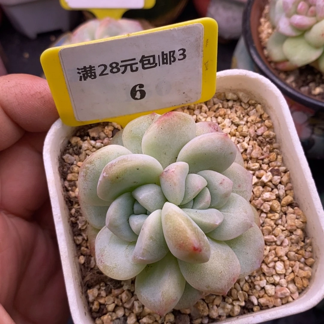 浠***贝36冰玉石化分心多肉……