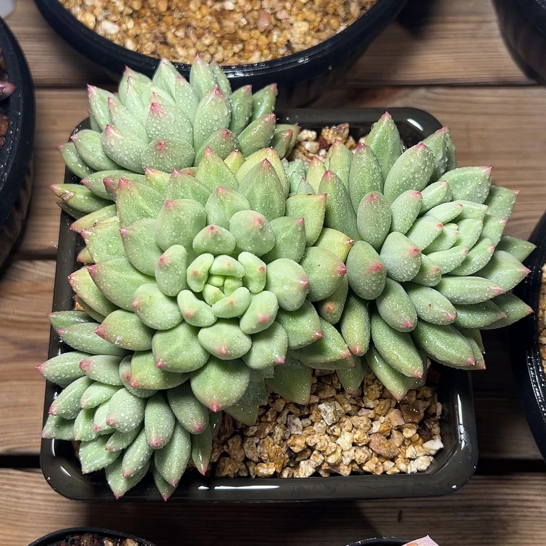 8-08-19精控米其林