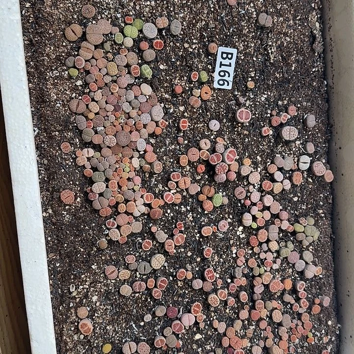 生166石花整框脱土发货不售后