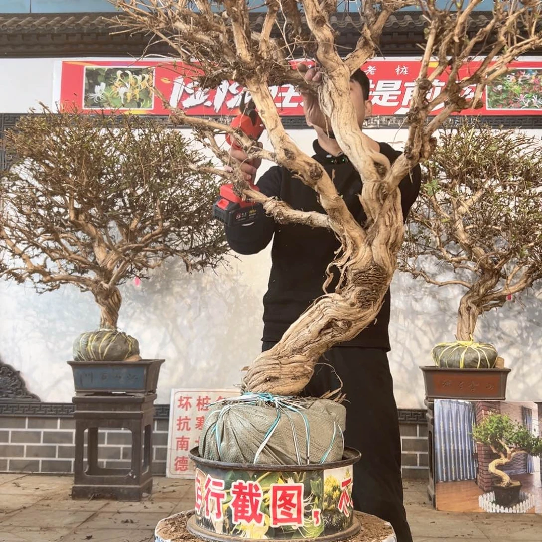 无花朵金银花开花2556522