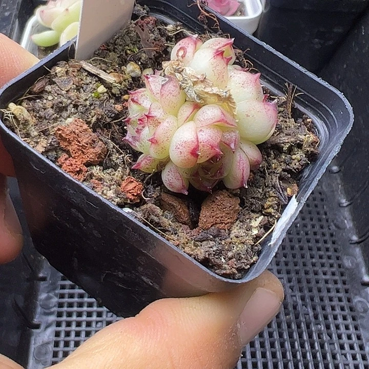 四头边线麦秆111111
