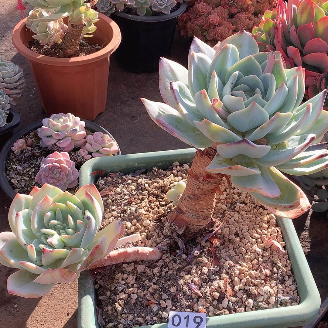 019凤橙一物一拍多肉