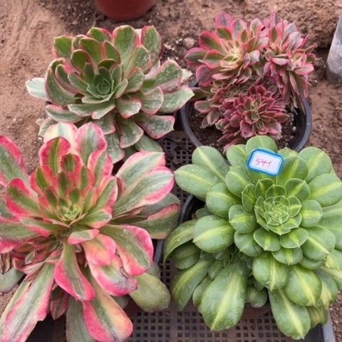 541多肉植物组合