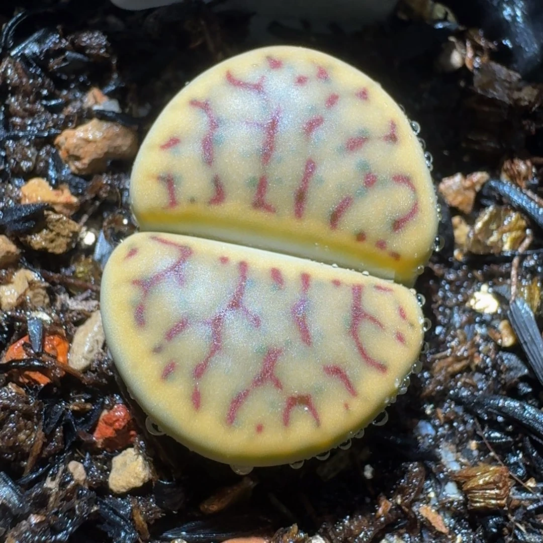 绝绝绝子生石花3038