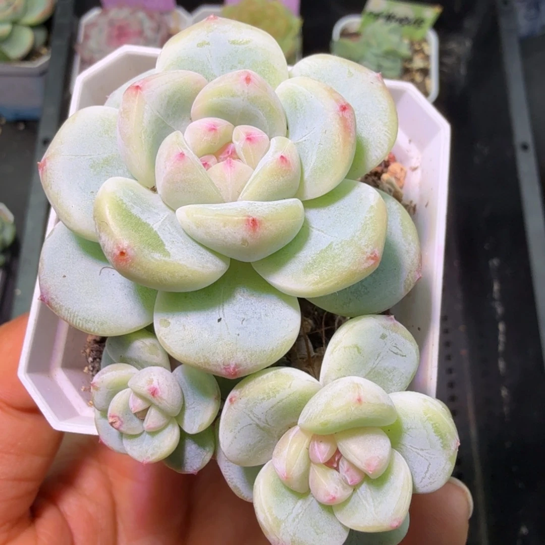 五头优选刚毅元旦快乐