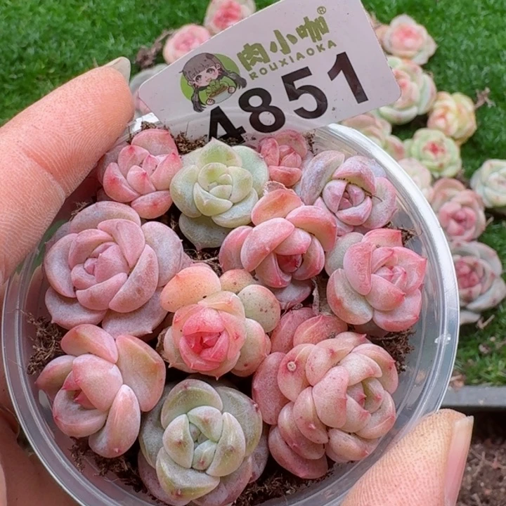 多肉植物多肉植物