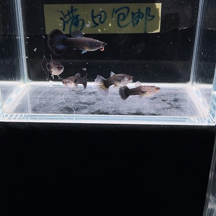 孔雀鱼木炭黑孔雀鱼
