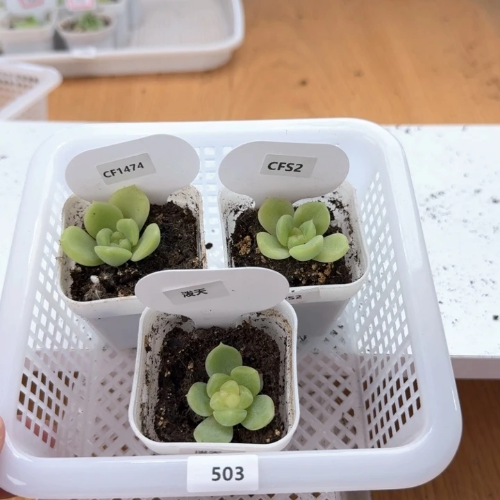 503 多肉植物多肉植物