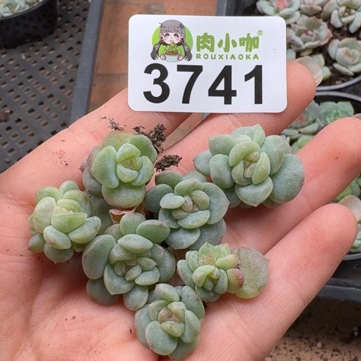米***芽无花朵多肉植物多肉植物